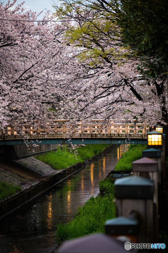 地元の川沿いの桜です