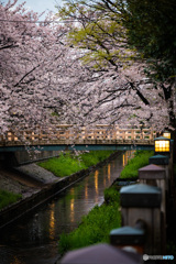 地元の川沿いの桜です