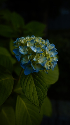 今年初の紫陽花