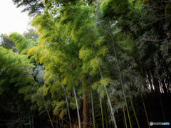 竹の緑
