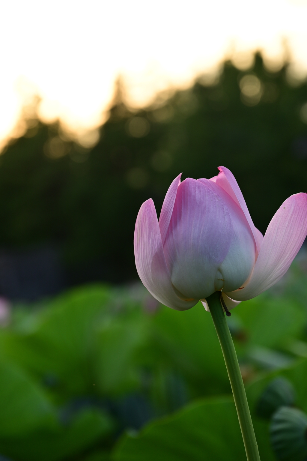 蓮子の花が見頃でした