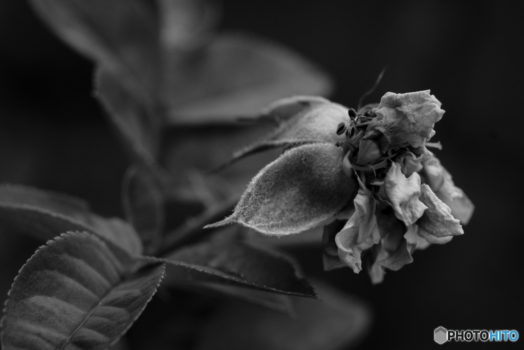枯れた薔薇
