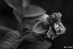 枯れた薔薇