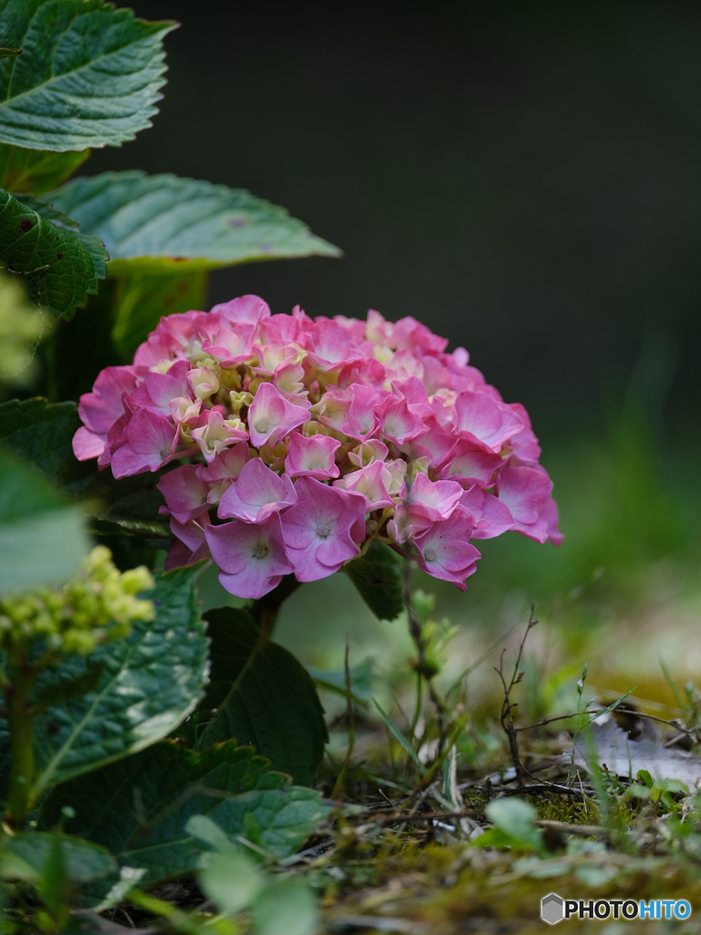 足元に紫陽花が可愛く咲いていました。
