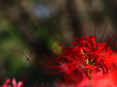 彼岸花
