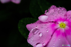 雨降り