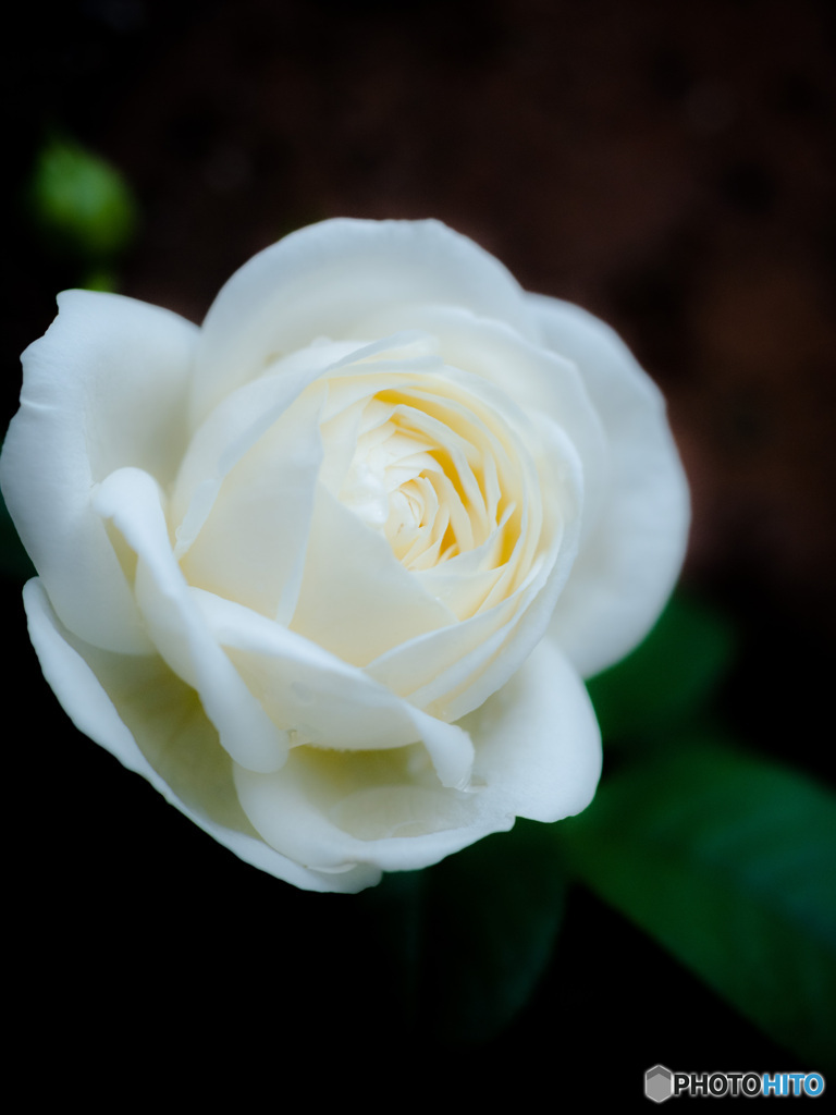 薔薇