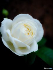 薔薇