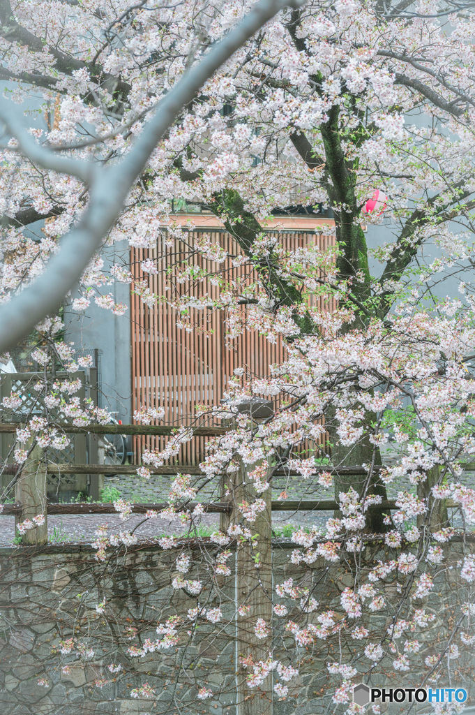 桜のある風景