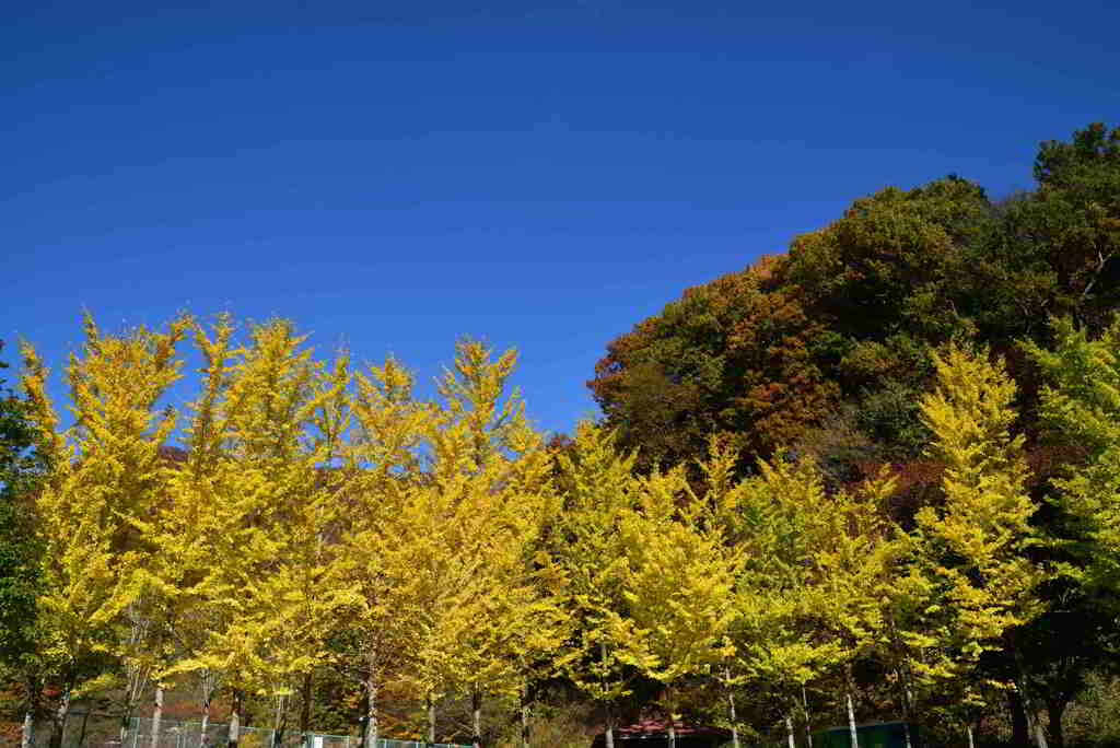 FSC_0339