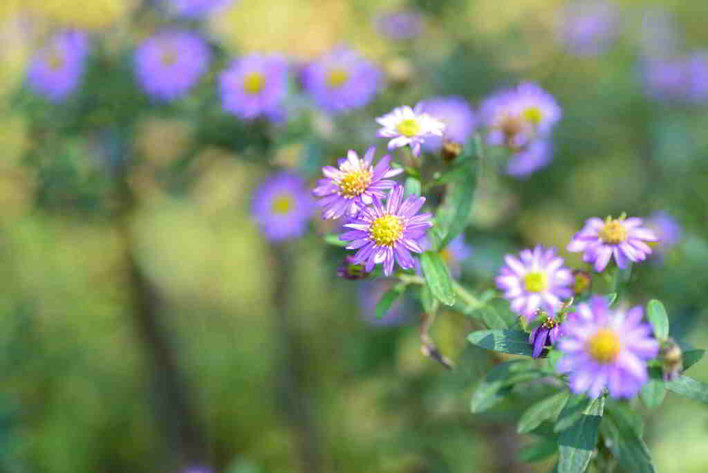 FSC_0214