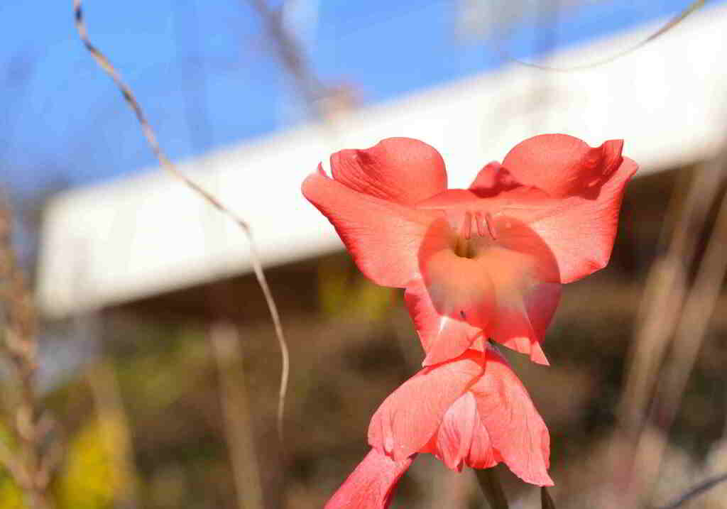 FSC_0389