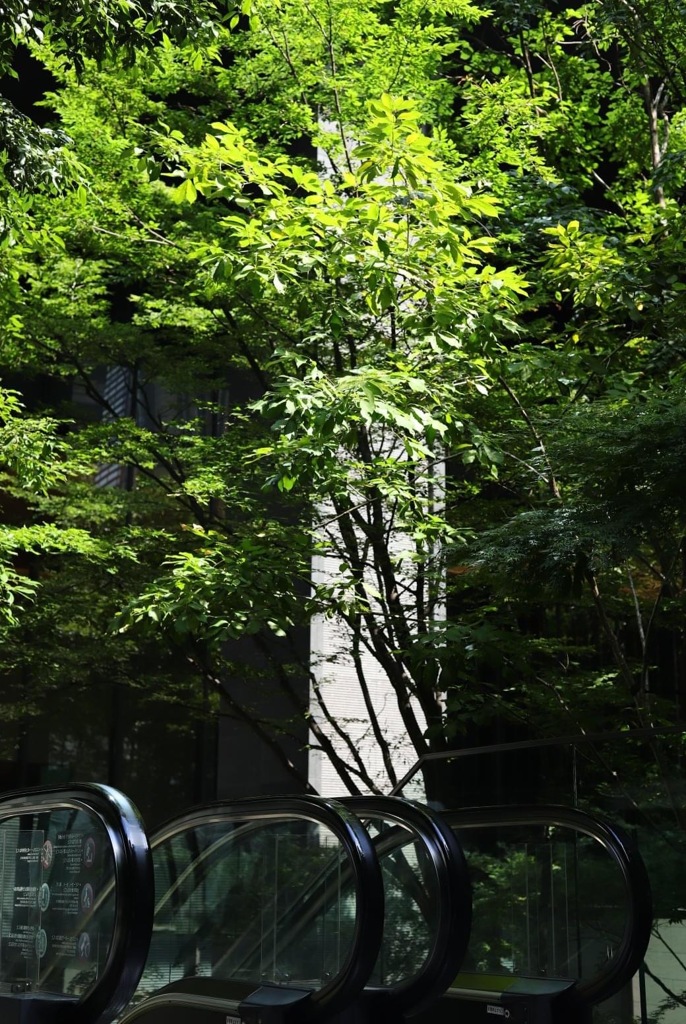 初夏のトカイノモリ