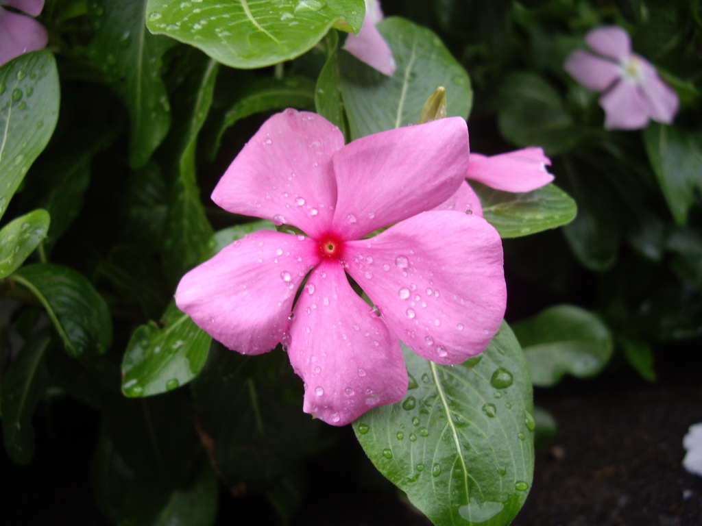 ぬれ花