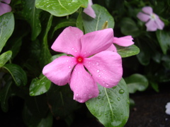 ぬれ花