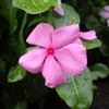 ぬれ花