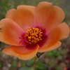 IMGP1110