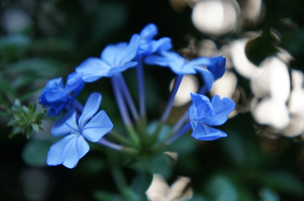 小花