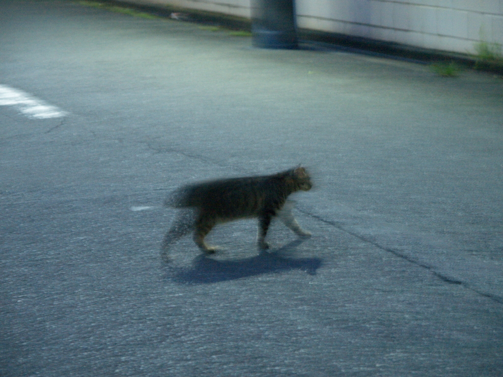 にゃんぽ