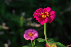 花２