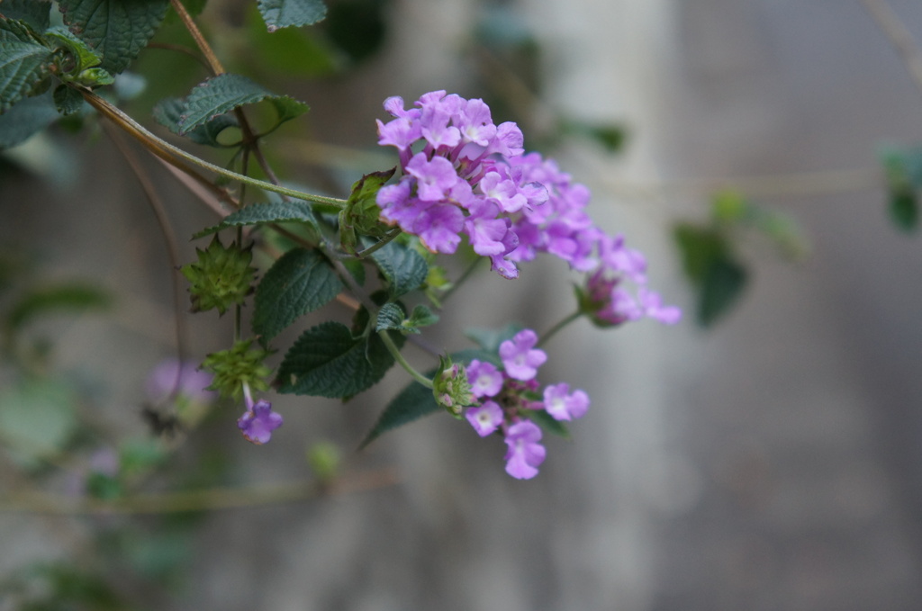 路肩の小花