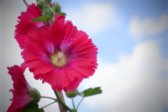 DSCF7660