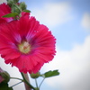 DSCF7660