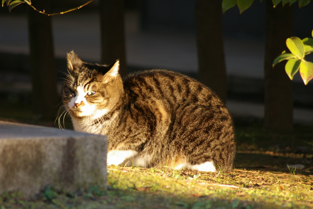 いつもさむいにゃ