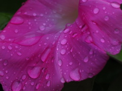 雨だね