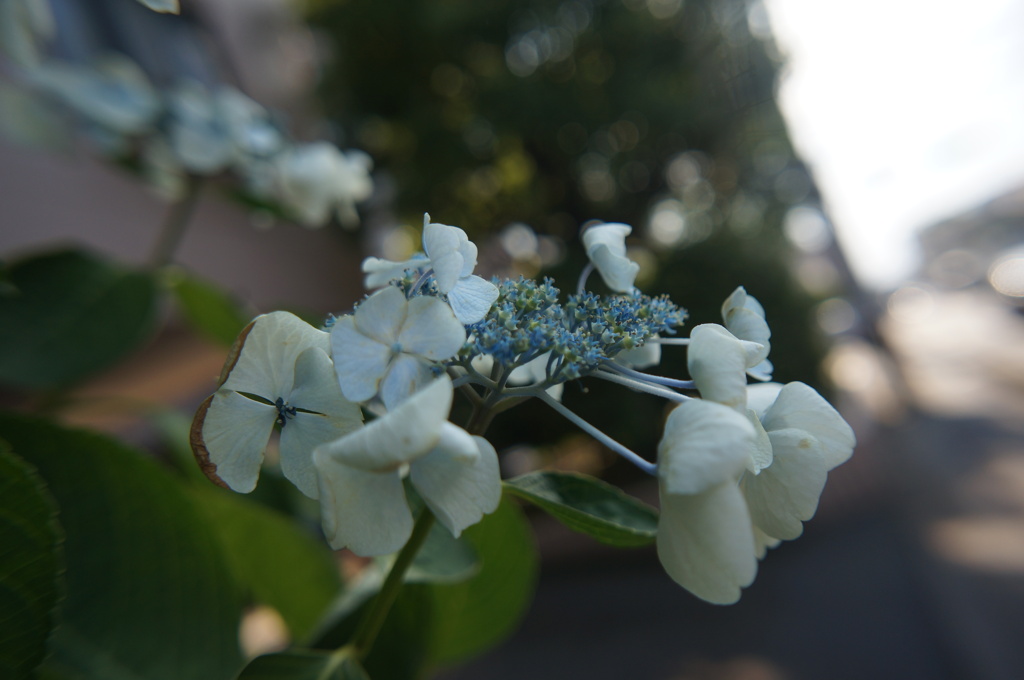 道端花