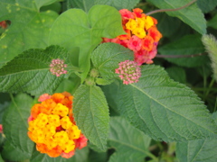 DSC02615