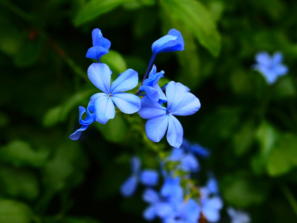 小花のいろ