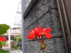前赤
