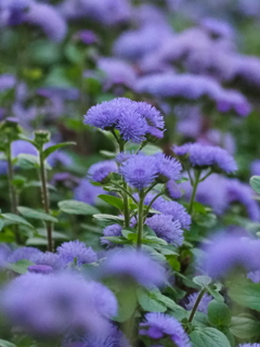 小花の色