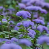 小花の色