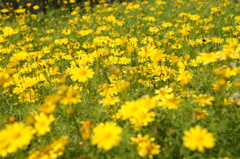 DSC00136