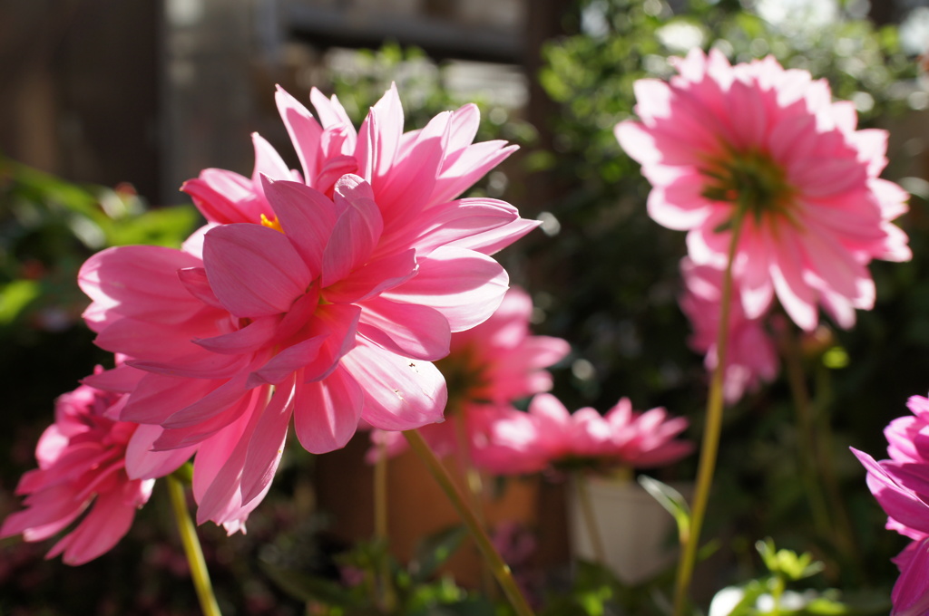 店の花