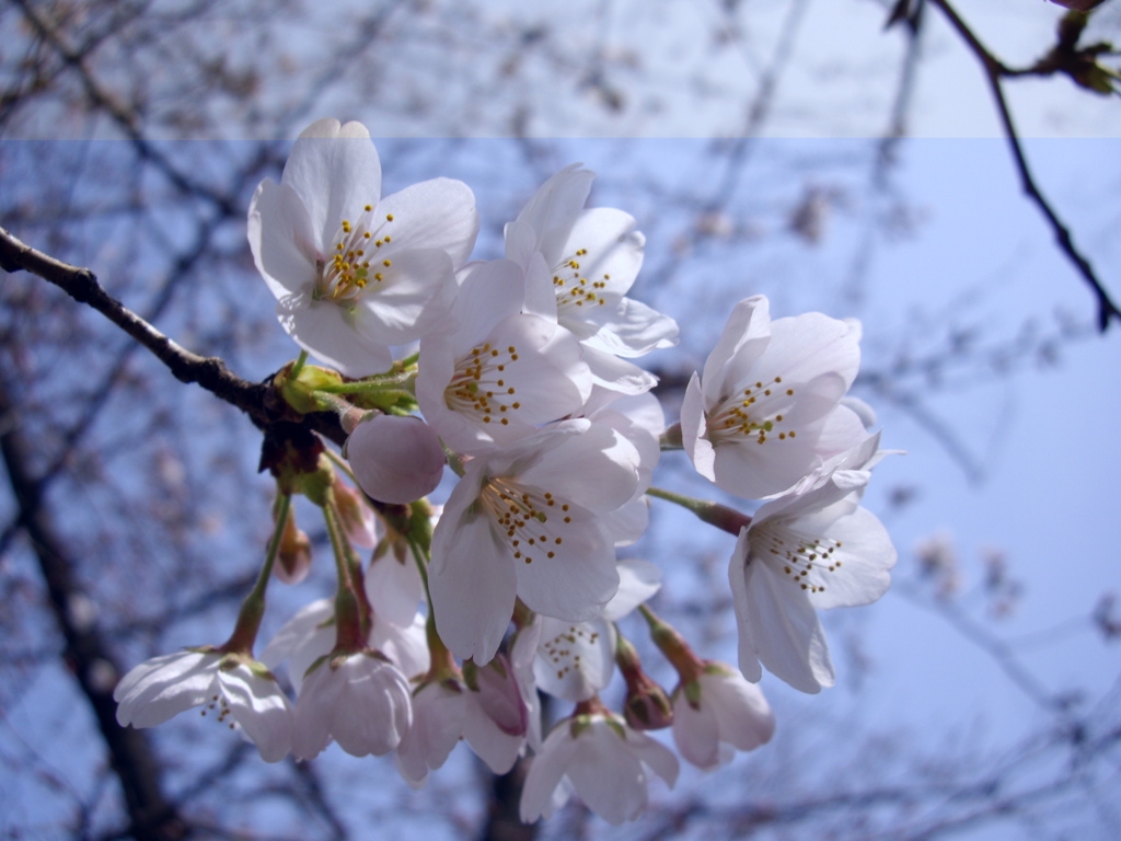 sakura