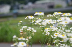 花に蝶