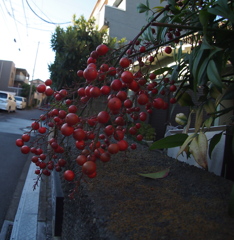 路肩の実