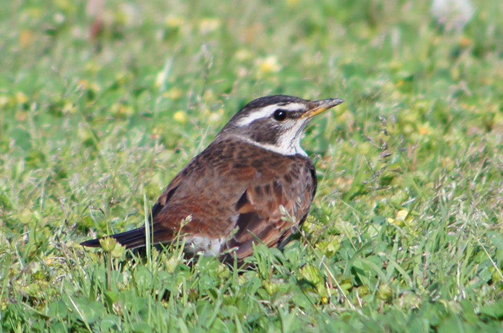 digital zoom