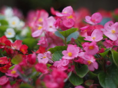 小花