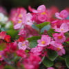 小花