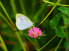 P824009800