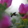 花蛾