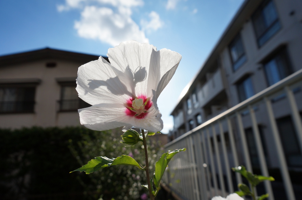 花スナップ