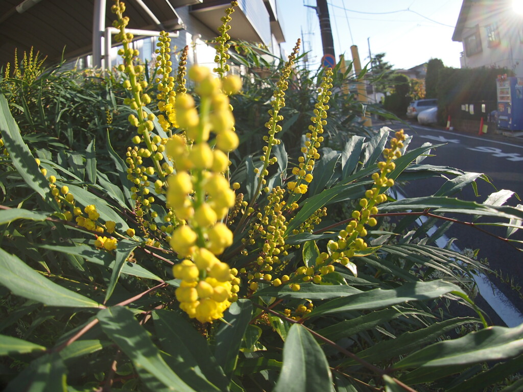 路肩の花