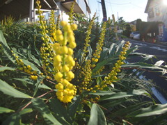 路肩の花