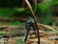 P824002101