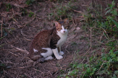 にゃん